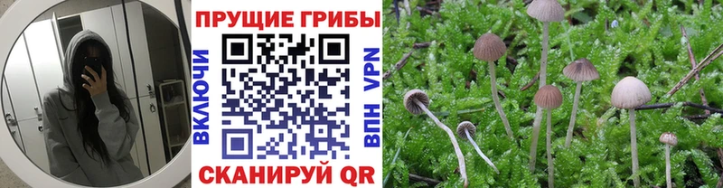 Псилоцибиновые грибы GOLDEN TEACHER  Спас-Клепики 